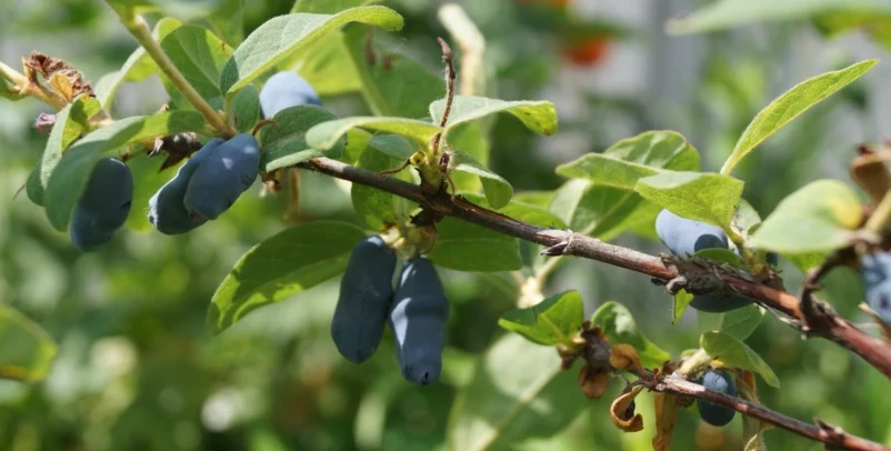 Варенье из жимолости