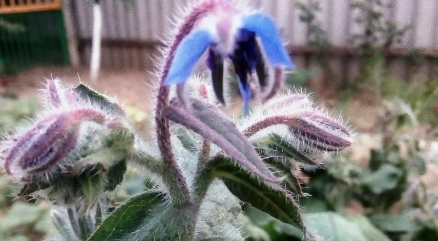 огуречная трава описание