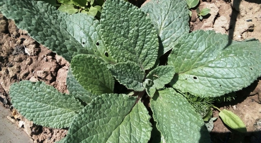 огуречная трава посадка и уход