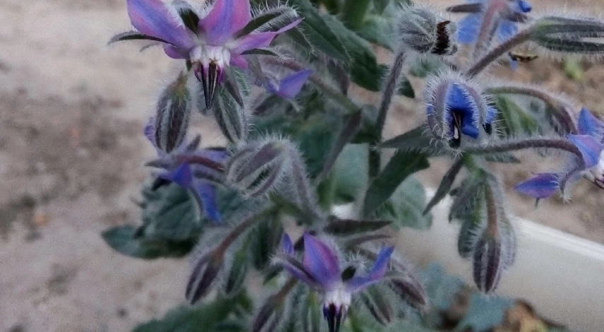 огуречная трава выращивание