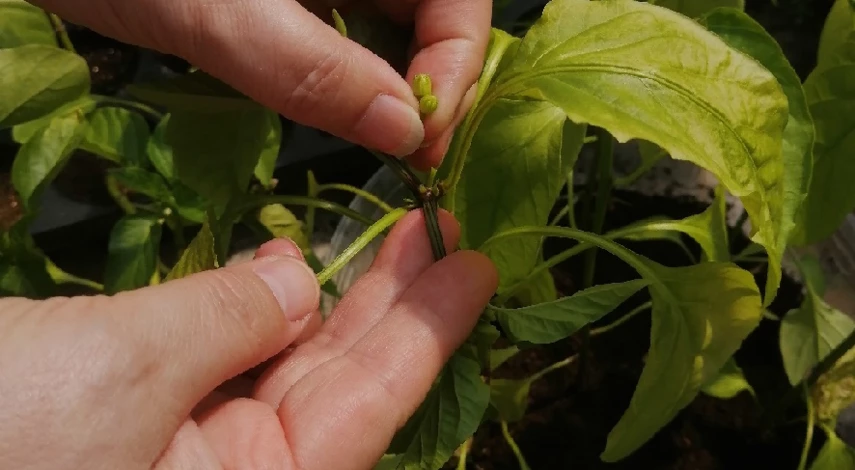 Обрезка перца в теплице