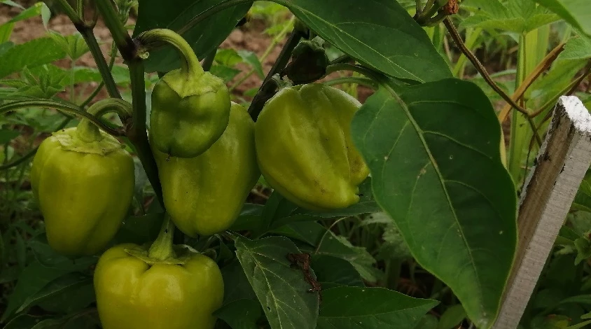 Формирование перца