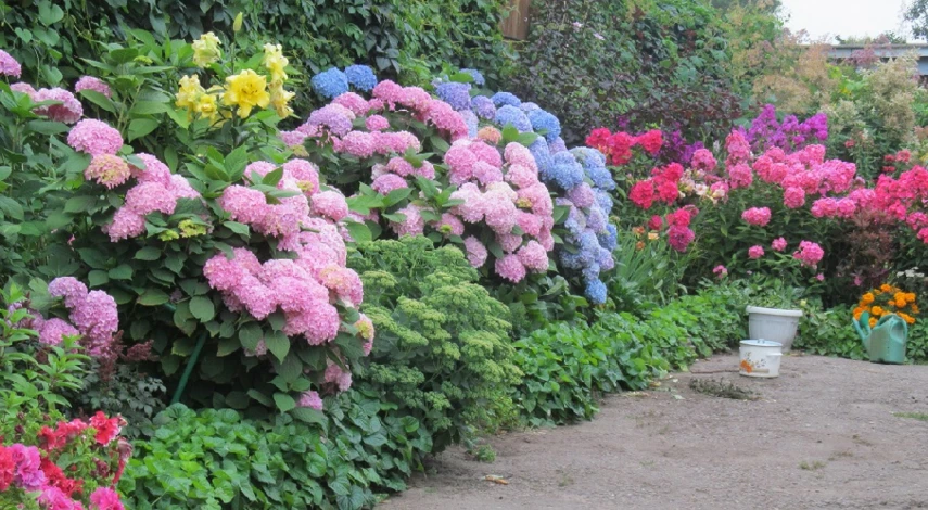 гортензия крупнолистная уход