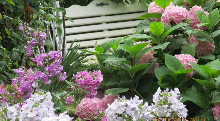 гортензия крупнолистная посадка