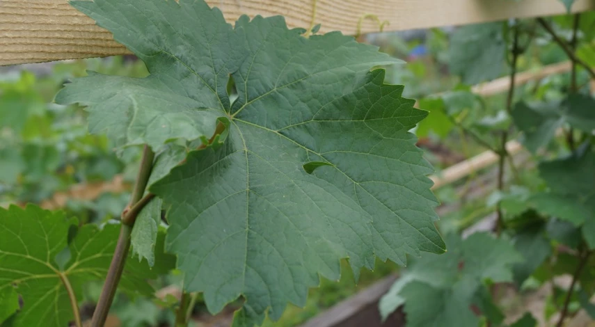 Как лечить хлороз винограда