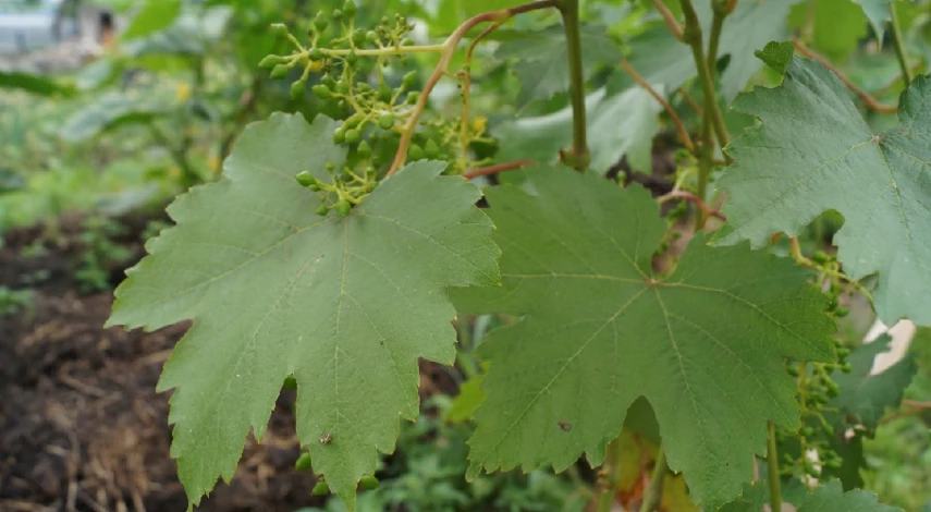 Борьба с хлорозом винограда