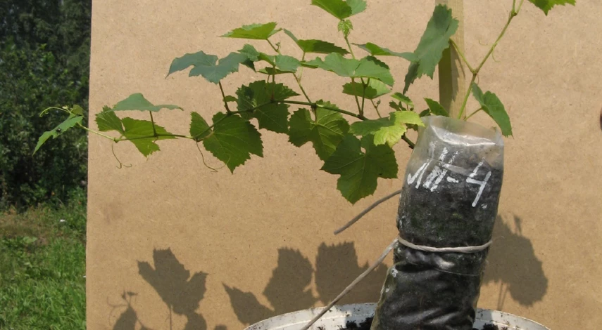 Лечение хлороза винограда