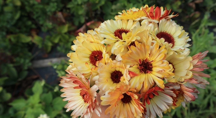 настурция посадка