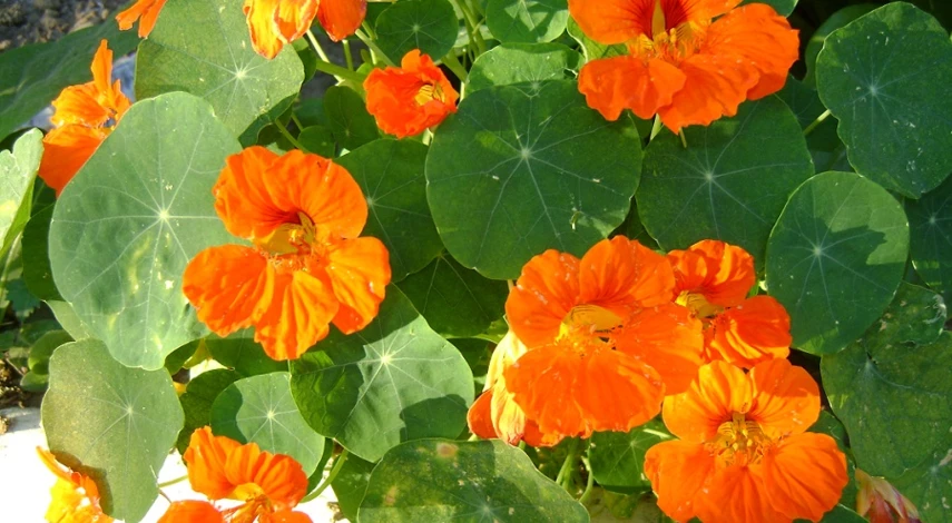 настурция выращивание из семян