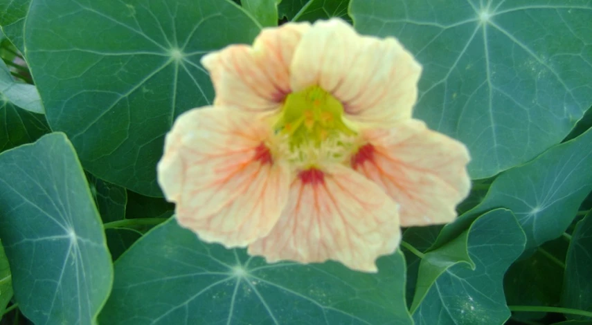 рецепт каперсов из настурции