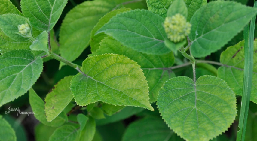 Хлороз гортензии