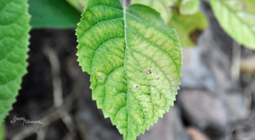 Хлороз гортензии метельчатой