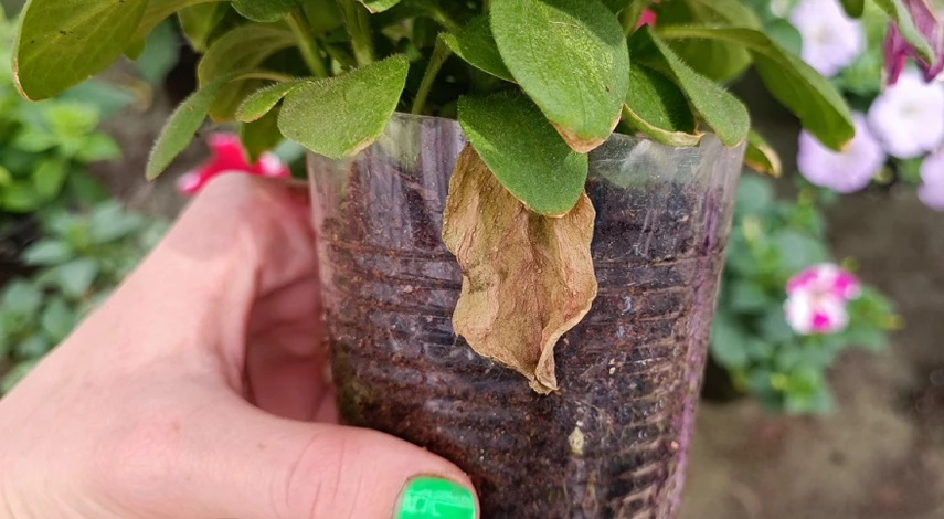 Желтеют листья петунии