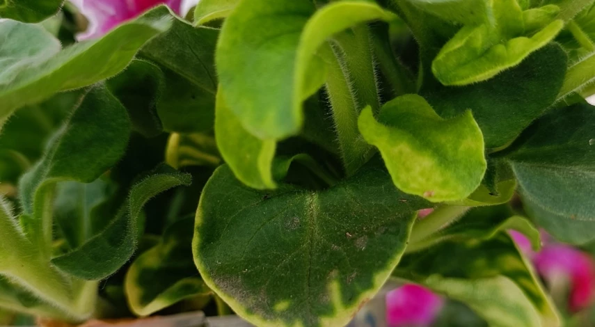 Лечение хлороза петунии