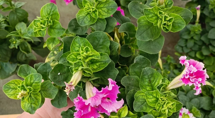 Как лечить хлороз петунии