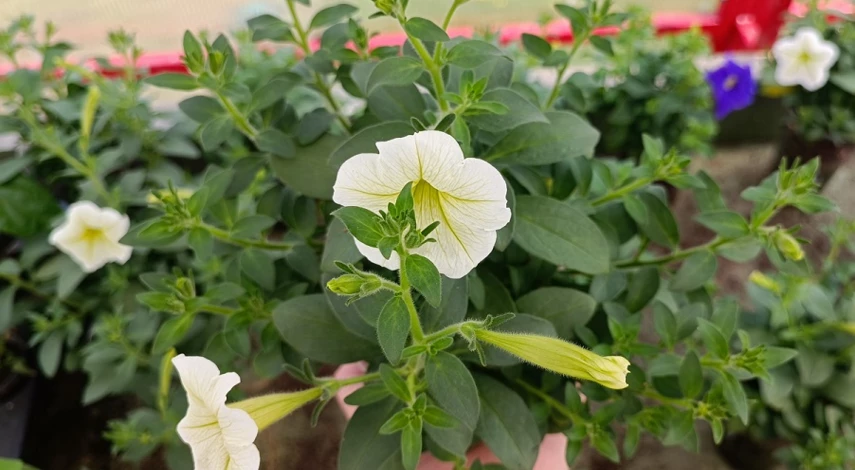 Хлороз листьев петунии