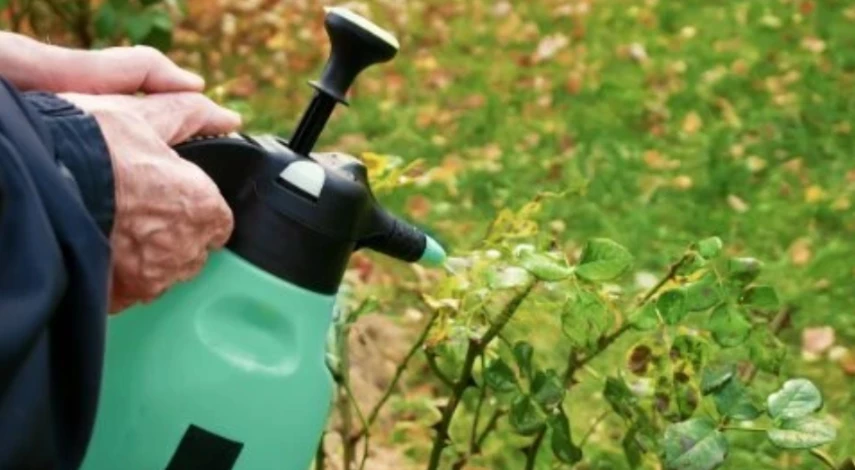 Борьба с хлорозом