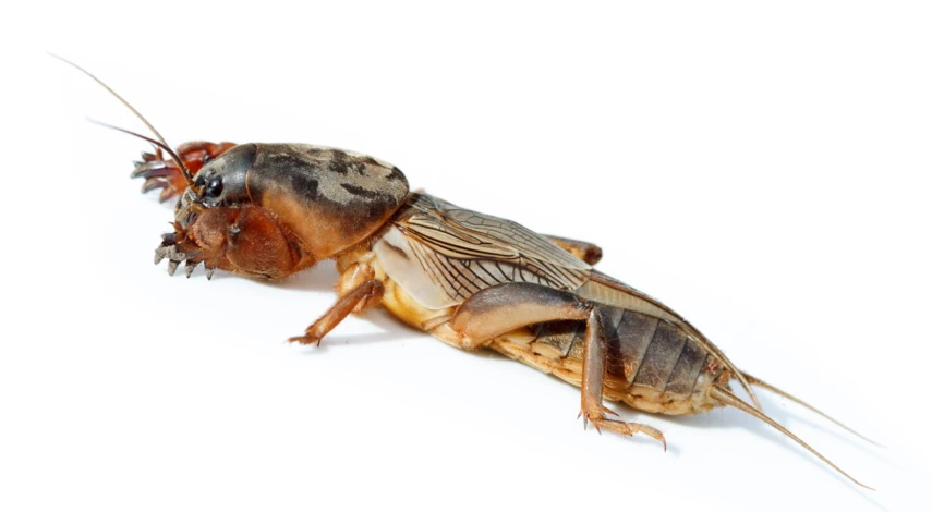 Насекомое медведка