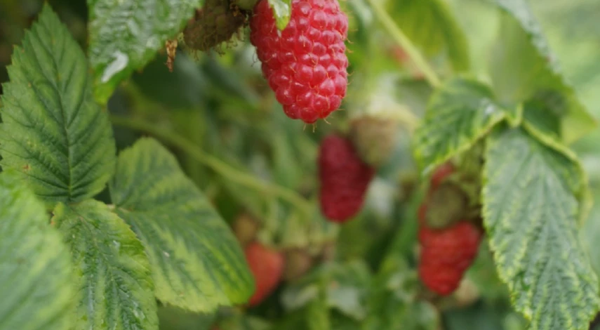 лечение хлороза малины