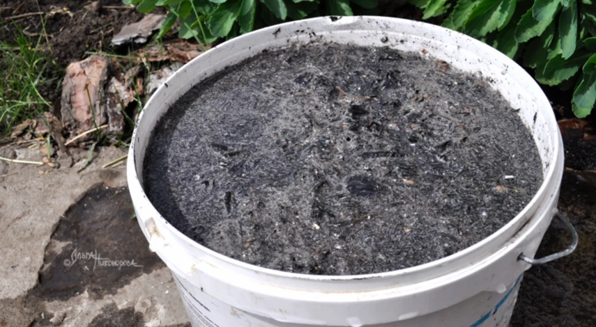 подкормки земляники садовой для хорошего урожая