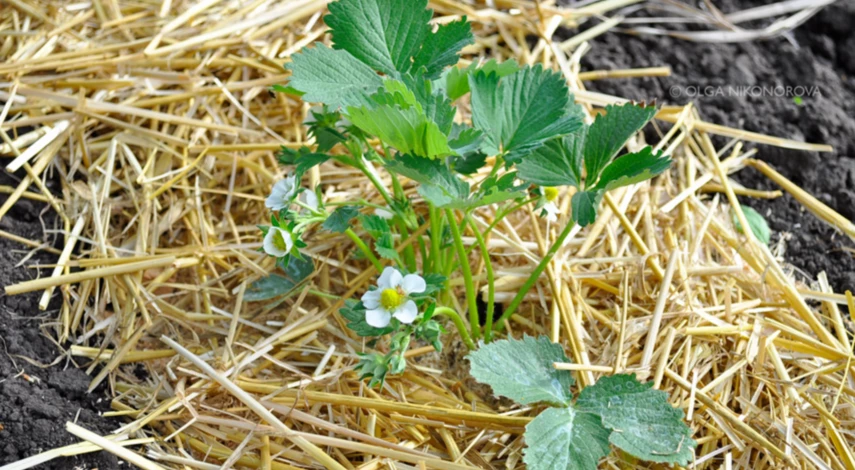Правила подкормки клубники