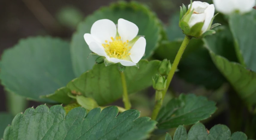 Чем подкормить клубнику во время цветения