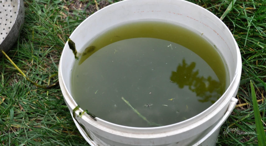 народные подкормки клубники