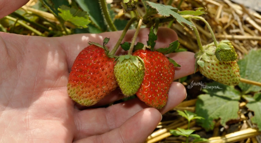 Как получить хороший урожай клубники