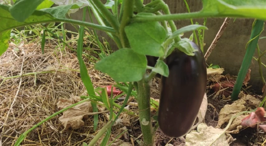 правила формирования баклажанов