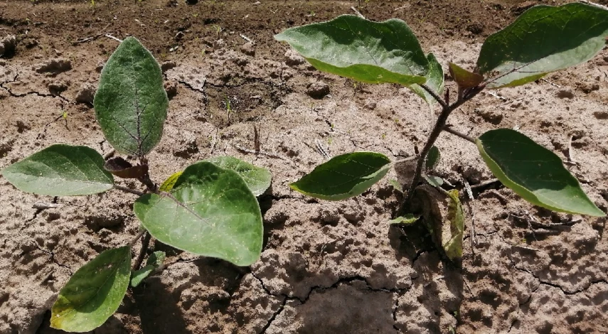 когда формировать баклажаны