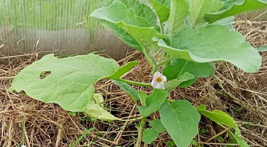 Для чего нужна формировка баклажанов