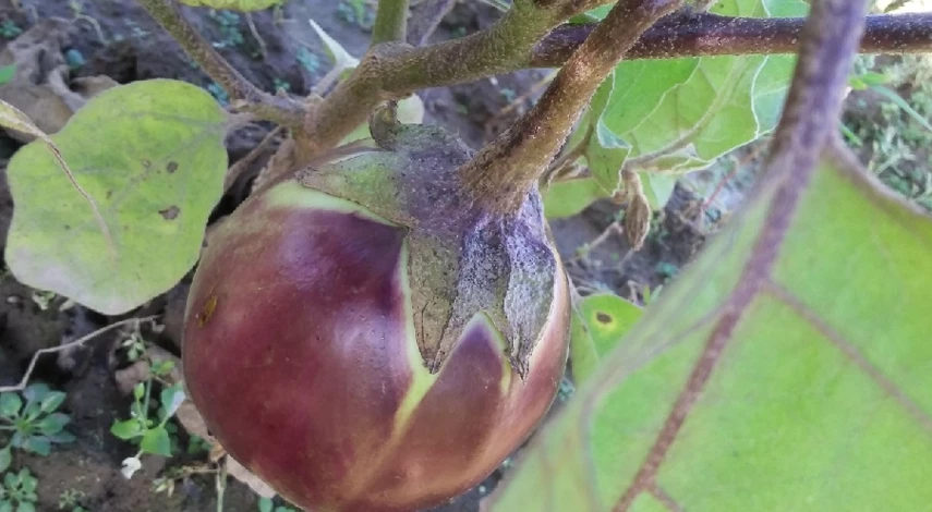 Зачем формировать баклажаны