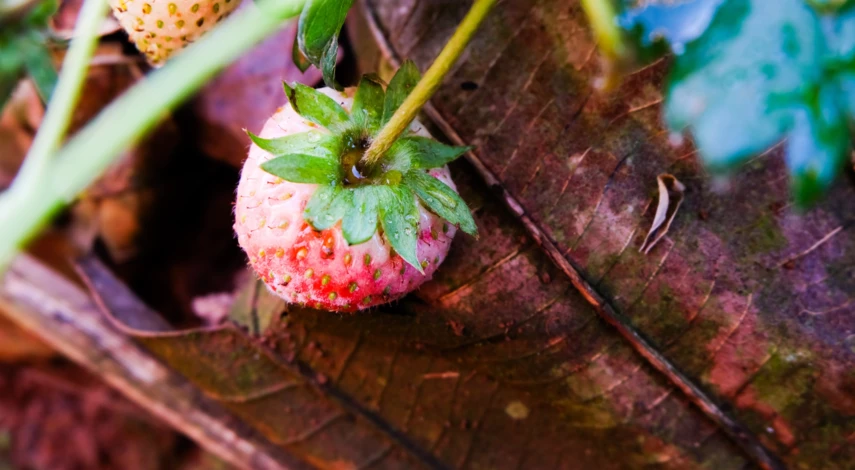 Причины покраснения листьев клубники