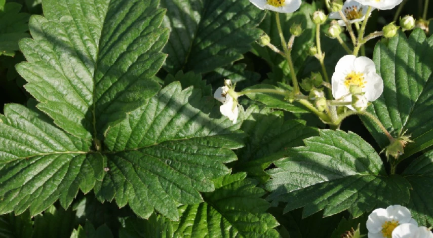 Лечение покраснения клубники