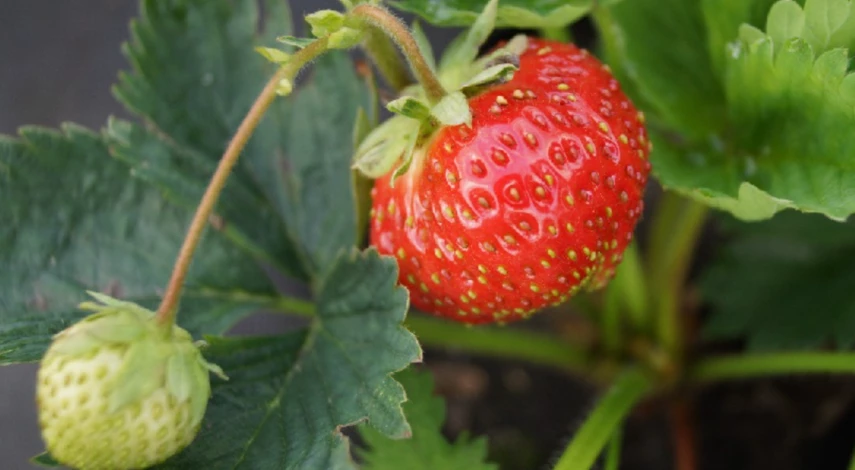 Что делать чтобы клубника не краснела