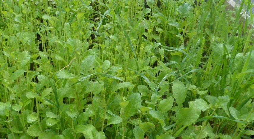 Посадка сидератов в июле