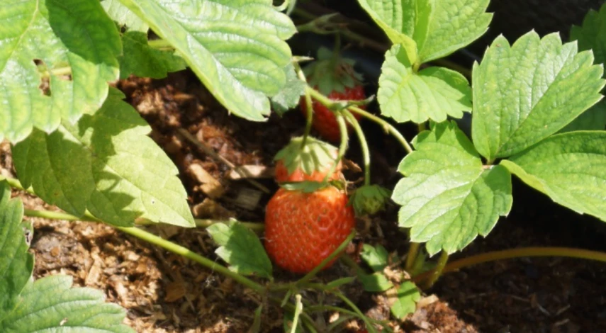 Поливы клубники в июле