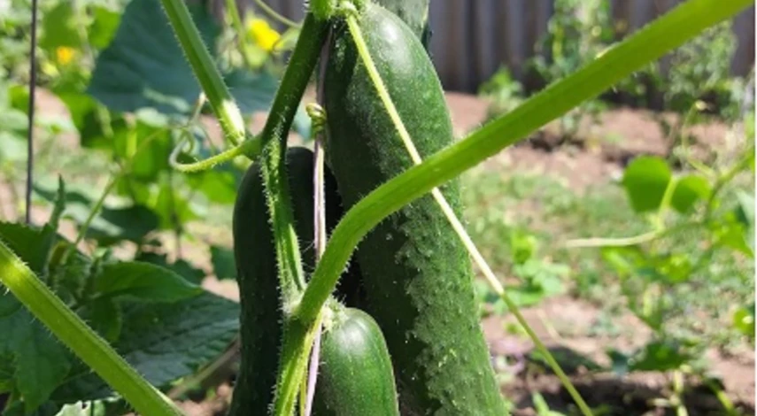 Подвязка огурцов на веревке