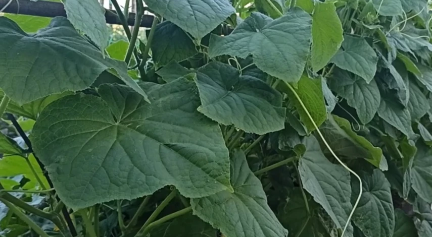 Подвязка огурцов на шпалере