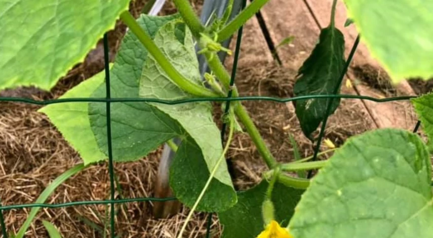 Подвязка огурцов на сетку