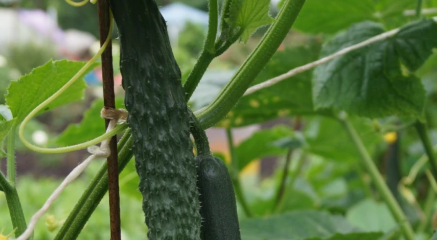 Чем подвязать огурцы в открытом грунте