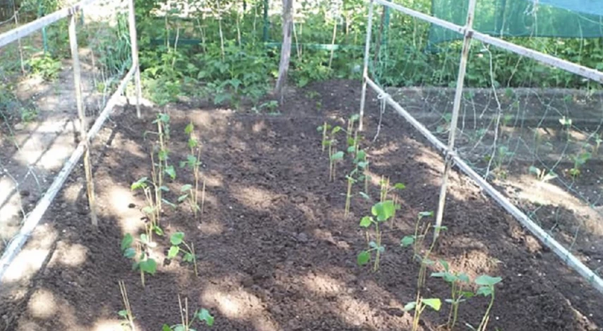 посадка огурцов вдоль шпалеры