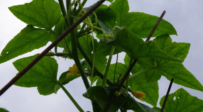 Подвязка огурцов к кольям