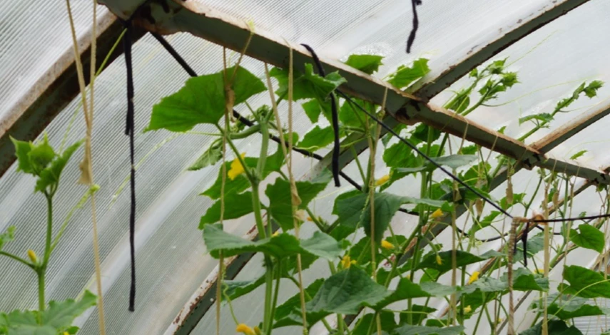 Способы подвязки огурцов в теплице