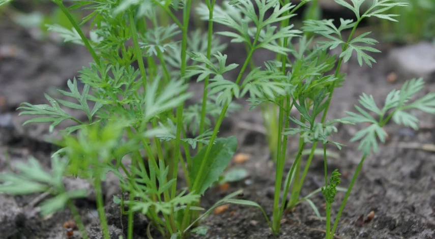 как прореживать морковь на грядке