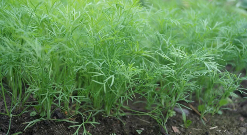 когда прореживать морковь в первый раз