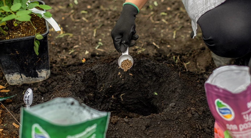 Удобрения при посадке роз