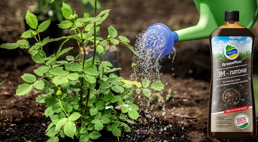 чем подкормить розу при посадке