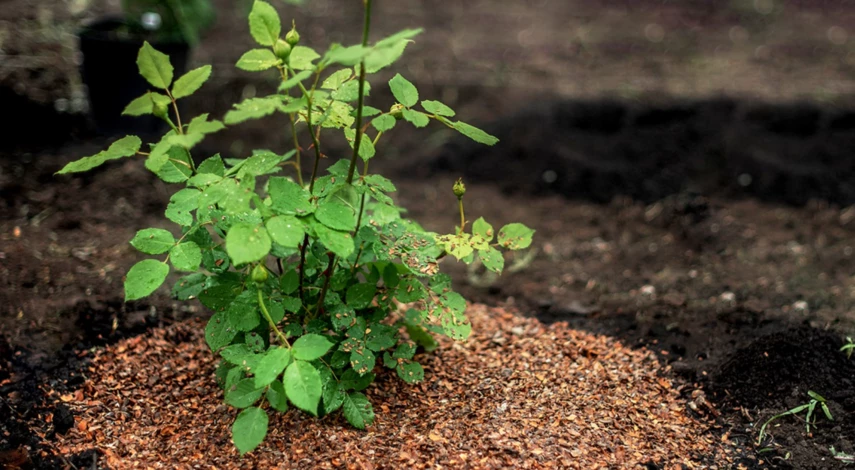 Как подкармливать пионы и розы