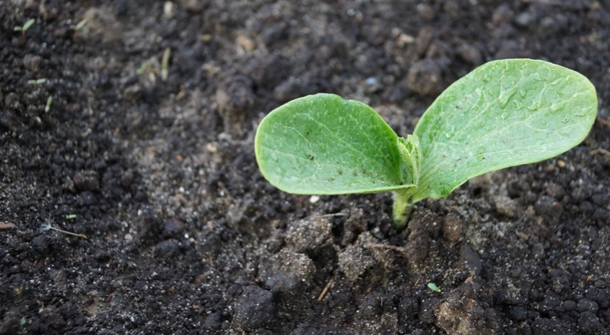 как посадить огурцы в открытый грунт семенами